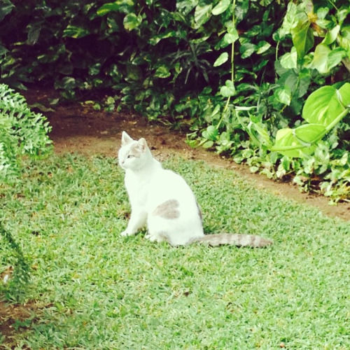 tumblr_nghcv7Bp961sj0ieqo1_500