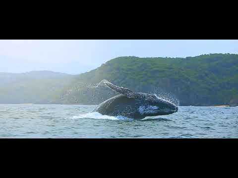 Puerto Vallarta – Revive nuestro encanto natural