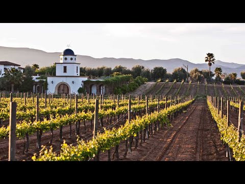 Puerto Vallarta Coffee & Headlines • August 1, 2022